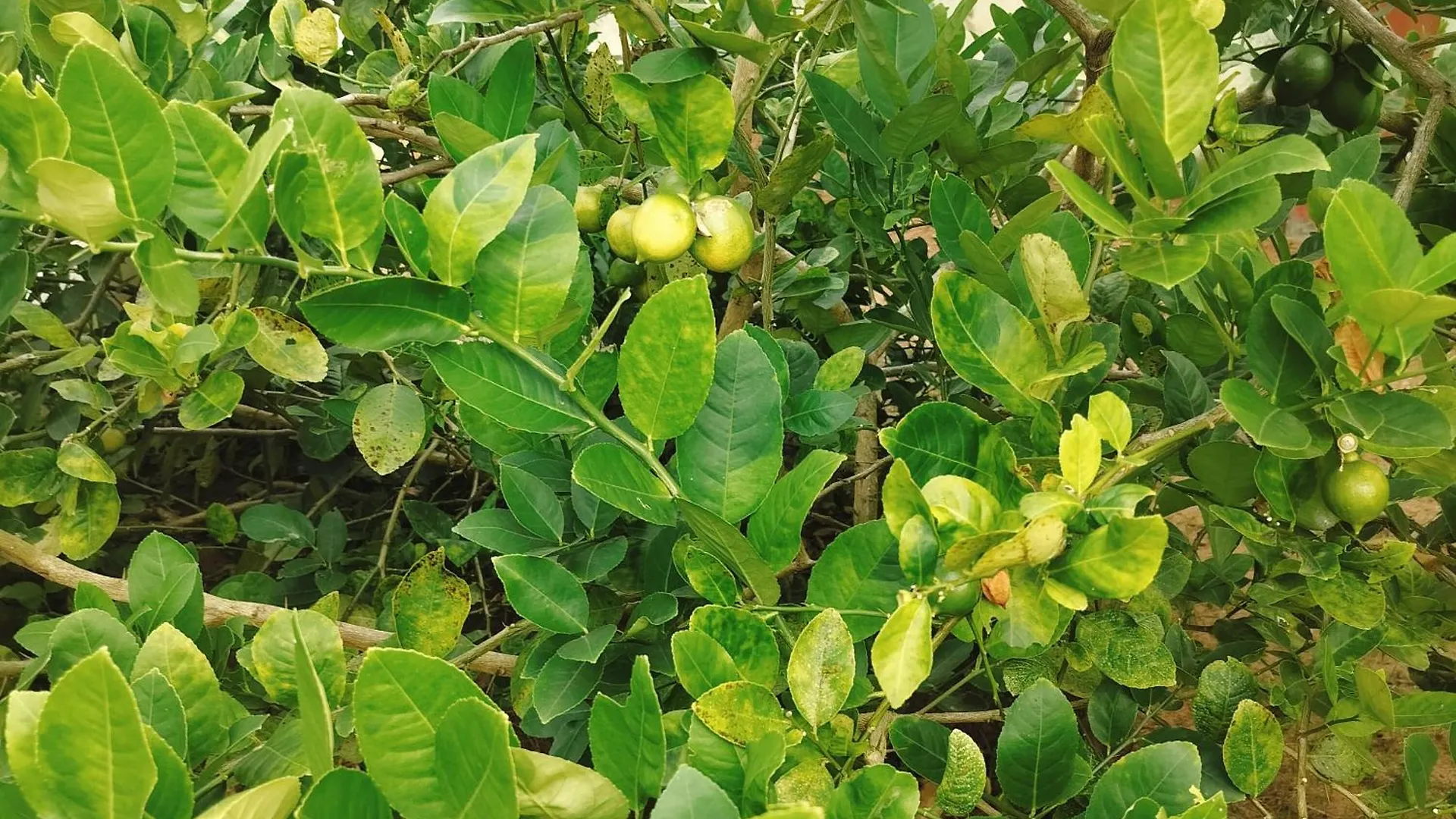 ורקלה The Ixora - A Boutique Homestay הודו