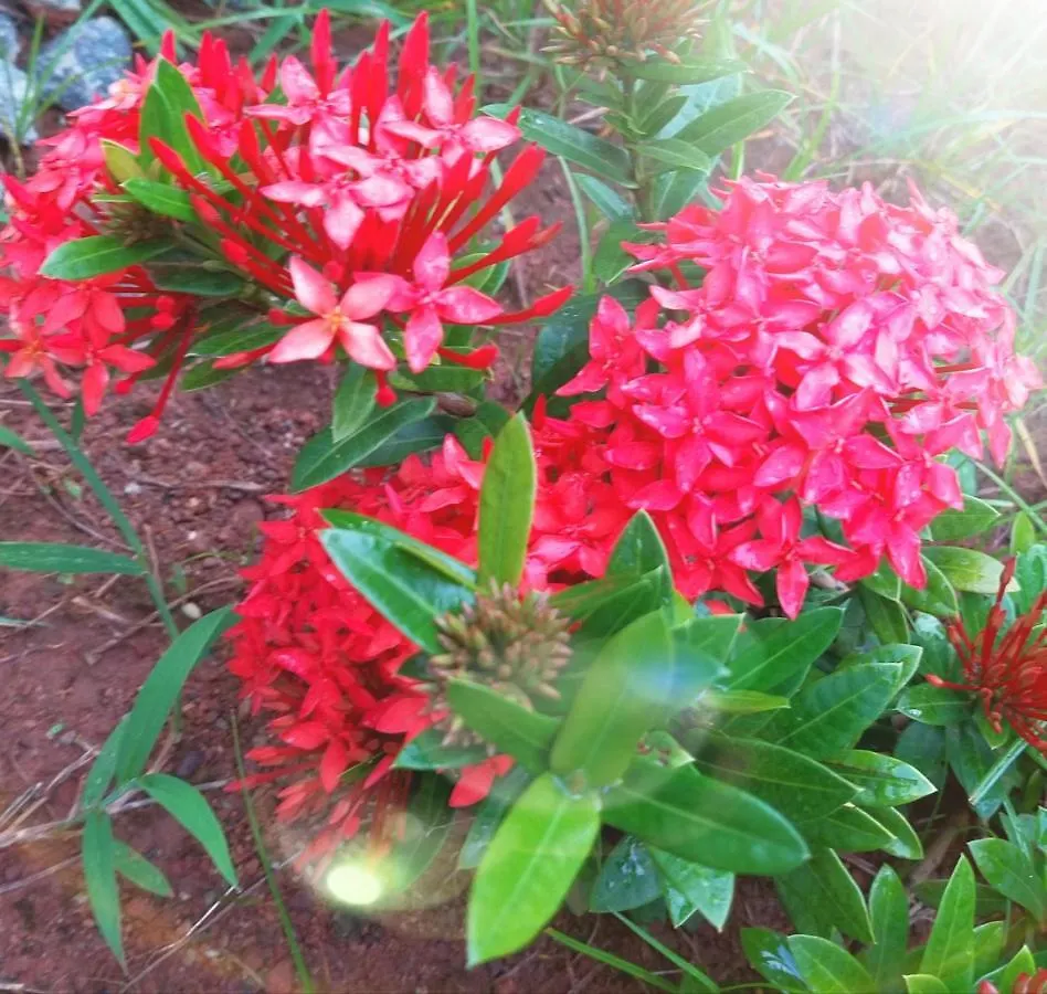 The Ixora - A Boutique Homestay Varkala