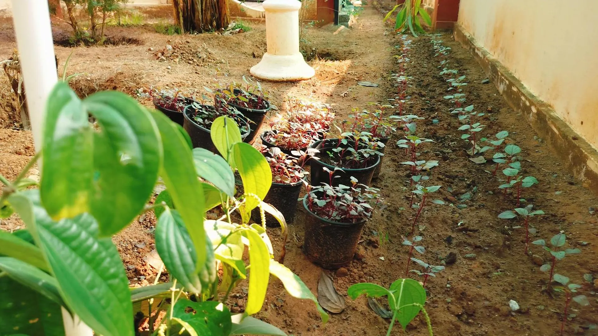 The Ixora - A Boutique Homestay Varkala India